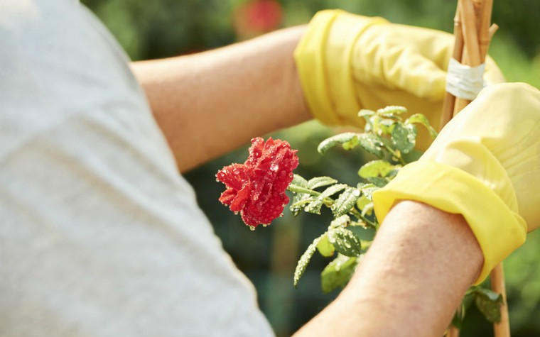 woman gardening